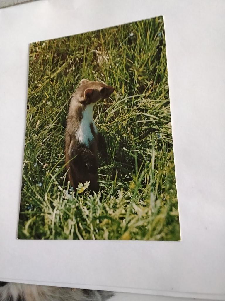 STEENMARTER. OF. FLUWIJN, Ophalen of Verzenden, Sterren en Beroemdheden