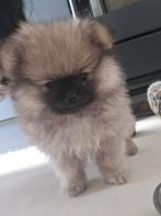 Raszuivere pomeriaan pups, Keeshond, CDV (hondenziekte), 8 tot 15 weken, Meerdere