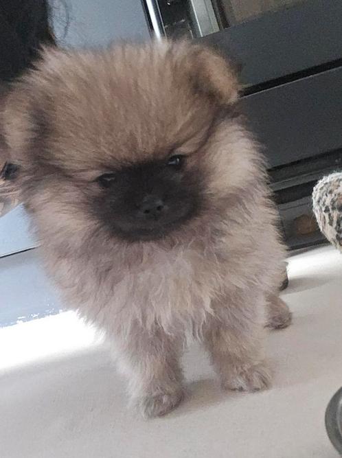 Raszuivere pomeriaan pups, Dieren en Toebehoren, Honden | Poolhonden, Keeshonden en Oertypen, Meerdere dieren, Keeshond, Particulier