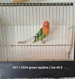 Fischeri, Dieren en Toebehoren, Vogels | Parkieten en Papegaaien, Meerdere dieren, Dwergpapegaai of Agapornis, Geringd