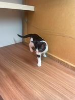 Twee katertjes, Dieren en Toebehoren, Katten en Kittens | Overige Katten, Kater