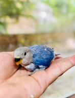 Tamme Agapornis Dwergpapegaai Roseicolli Baby Handtam lief !, Dieren en Toebehoren, Geslacht onbekend, Dwergpapegaai of Agapornis