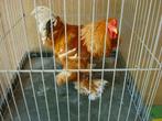 Brahma hanen, Dieren en Toebehoren, Pluimvee, Mannelijk, Kip
