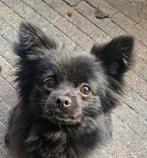Nieuw 5* huisje voor ollie, Dieren en Toebehoren, Honden | Chihuahua's en Gezelschapshonden, 15 weken tot 1 jaar, CDV (hondenziekte)