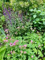 Planten, Tuin en Terras, Ophalen, Herfst, Overige soorten, Halfschaduw