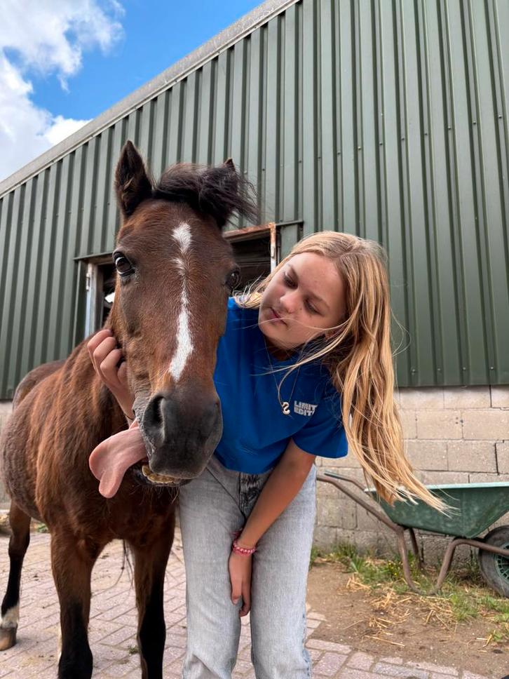 Verzorgpony gezocht/ verzorger of bijrijder aangeboden!, Dieren en Toebehoren, Paarden en Pony's | Verzorgingsproducten, Zo goed als nieuw