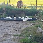 loop eenden, Dieren en Toebehoren, Meerdere dieren, Eend