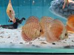 Galaxy Discus, Symphysodon Discus Galaxy, Vis, Zoetwatervis