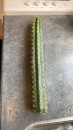 San Pedro (Echinopsis pachanoi), Ophalen of Verzenden, Overige soorten, Minder dan 100 cm