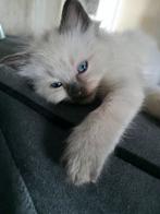 Prachtige ragdoll kittens!, Gechipt