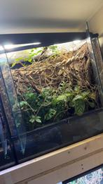 Terralantis terrarium 90x45x90 met lamp, Dieren en Toebehoren, Ophalen, Zo goed als nieuw, Terrarium of Paludarium