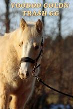 American Paint, American Quarter en American Indian Horse, Dieren en Toebehoren, Paarden, Minder dan 160 cm, Gechipt, Niet van toepassing