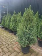 Picea conica kerstboompjes /kerstbomen te koop, Tuin en Terras, Volle zon, Minder dan 100 cm, Zomer, Overige soorten
