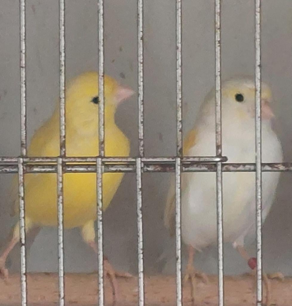 1-1 kanarie, Dieren en Toebehoren, Vogels | Kanaries, Meerdere dieren, Kleurkanarie