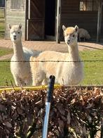Alpaca merries 7 jaar, Dieren en Toebehoren, Overige Dieren, Vrouwelijk, Voor 1 juli 2024