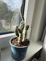 Opuntia kaktus in pot, Tuin en Terras, Planten | Tuinplanten, Volle zon, Vaste plant, Bloeit niet, Ophalen