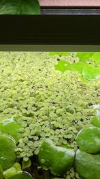 Drijfplanten, Dieren en Toebehoren, Vis