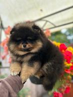 Pomeriaan/pomeranian pup Black & Tan reutje, Dieren en Toebehoren, Keeshond, Reu, CDV (hondenziekte), 8 tot 15 weken