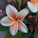 Plumeria plant, Ophalen of Verzenden, Overige soorten, Minder dan 100 cm
