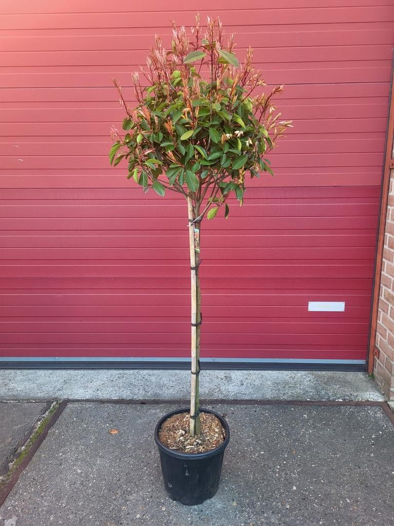 Photinia red Robin op stam, Ophalen of Verzenden, Zomer, Volle zon, 100 tot 250 cm
