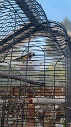 Te koop een parva putter man, Dieren en Toebehoren, Vogels | Kanaries, Mannelijk, Bastaard