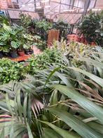 Grote ficus, Ophalen, Ficus, Minder dan 100 cm