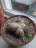 Pachypodium brevicaule, Ophalen of Verzenden, In pot, Halfschaduw, Minder dan 100 cm