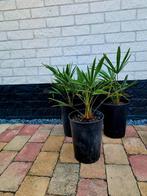 Palm, Ophalen, Bloeit niet, Overige soorten, Volle zon