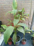 Bananenplant Musja Basjoo - 5€ per stuk, Tuin en Terras, Planten | Tuinplanten, Ophalen, Volle zon, Vaste plant, Zomer