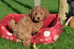 Cavapoo pups bij interesse direct beschikbaar, België, Rabiës (hondsdolheid), 15 weken tot 1 jaar, Meerdere