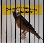 Twatwa jongman, Tropenvogel, Geringd