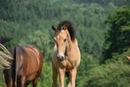PRE veulens, Dieren en Toebehoren, Niet van toepassing, Dressuurpaard, 0 tot 2 jaar, Hengst
