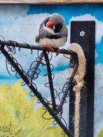 Mooie zebravink mannen te koop!, Mannelijk, Tropenvogel