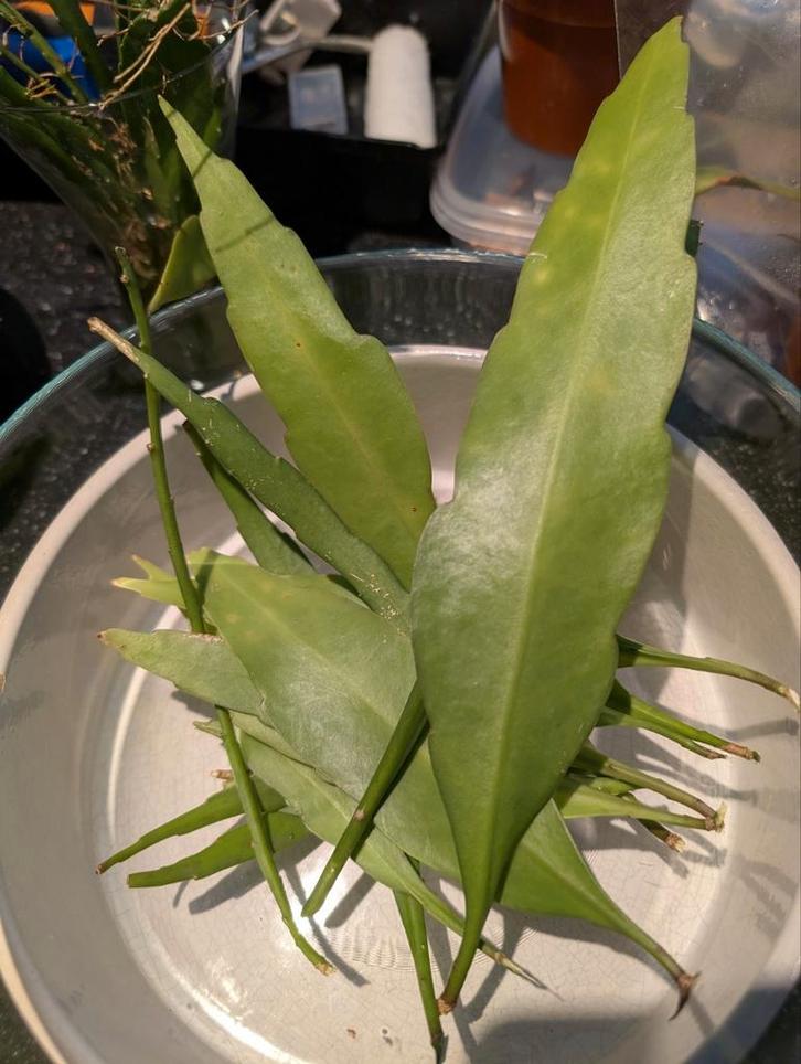 Epiphyllum pumilum, Huis en Inrichting, Kamerplanten, Minder dan 100 cm, Halfschaduw, Ophalen of Verzenden