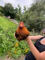 Welsumer hanen groot, Dieren en Toebehoren, Pluimvee, Mannelijk, Kip