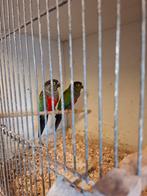 Koppel pyrrhura perlata met dna, Dieren en Toebehoren, Vogels | Parkieten en Papegaaien, Meerdere dieren, Parkiet, Geringd