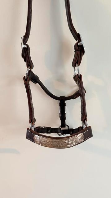 Jaarling showhalster beschikbaar voor biedingen