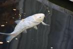 Sorakoi / Koi karper, Karper of Koi