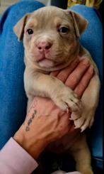 american Bully  Micro X Pocket – Lilac Tri – Te Koop, Dieren en Toebehoren, CDV (hondenziekte), 8 tot 15 weken, Eén hond, Nederland