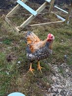 Wyandotte kriel haan, Dieren en Toebehoren, Mannelijk, Kip