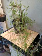 Te koop granberry struik met vruchten, Tuin en Terras, Planten | Fruitbomen, Ophalen, Overige soorten, Lente