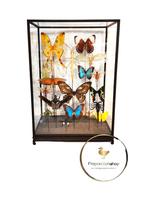 Grote glazen vitrine met opgezette insecten, SCHERPE PRIJS!, Verzamelen, Opgezet dier, Ophalen of Verzenden, Zo goed als nieuw