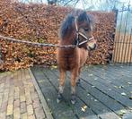 *GOED HUISJE.BELANGRIJKER ALS PRIJS!* Knappe mini NMPRS pony, Hengst, 0 tot 2 jaar