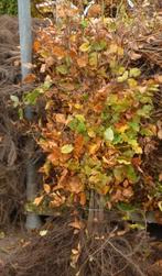 90 x groene beuk 125-150, Volle zon, Bloeit niet, 100 tot 250 cm, Overige soorten