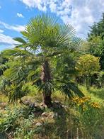 Palmboom 2 meter (ruim), Ophalen, Volle zon, Palmboom
