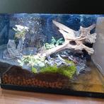 Terrarium met vampierkrabbetje, Dieren en Toebehoren, Reptielen en Amfibieën | Toebehoren, Ophalen, Gebruikt, Terrarium of Paludarium