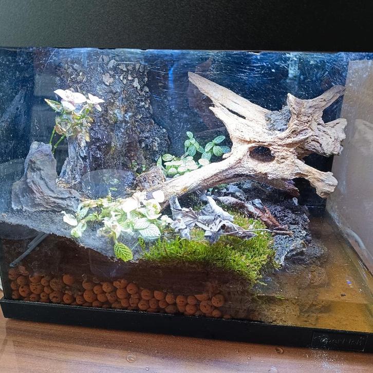 Terrarium met vampierkrabbetje, Dieren en Toebehoren, Reptielen en Amfibieën | Toebehoren, Gebruikt, Terrarium of Paludarium, Ophalen