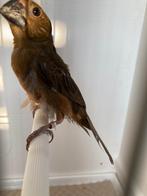 TwaTwa Pop, Vrouwelijk, Tropenvogel, Geringd