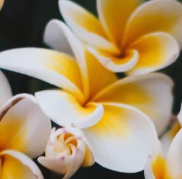 Geurolie – Frangipani Jasmijn 50ml. van Youwish beschikbaar voor biedingen