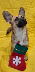 Kleine, actieve meisje zoekt huis., Dieren en Toebehoren, Particulier, Rabiës (hondsdolheid), 15 weken tot 1 jaar, Buitenland